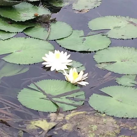 Lake アパート